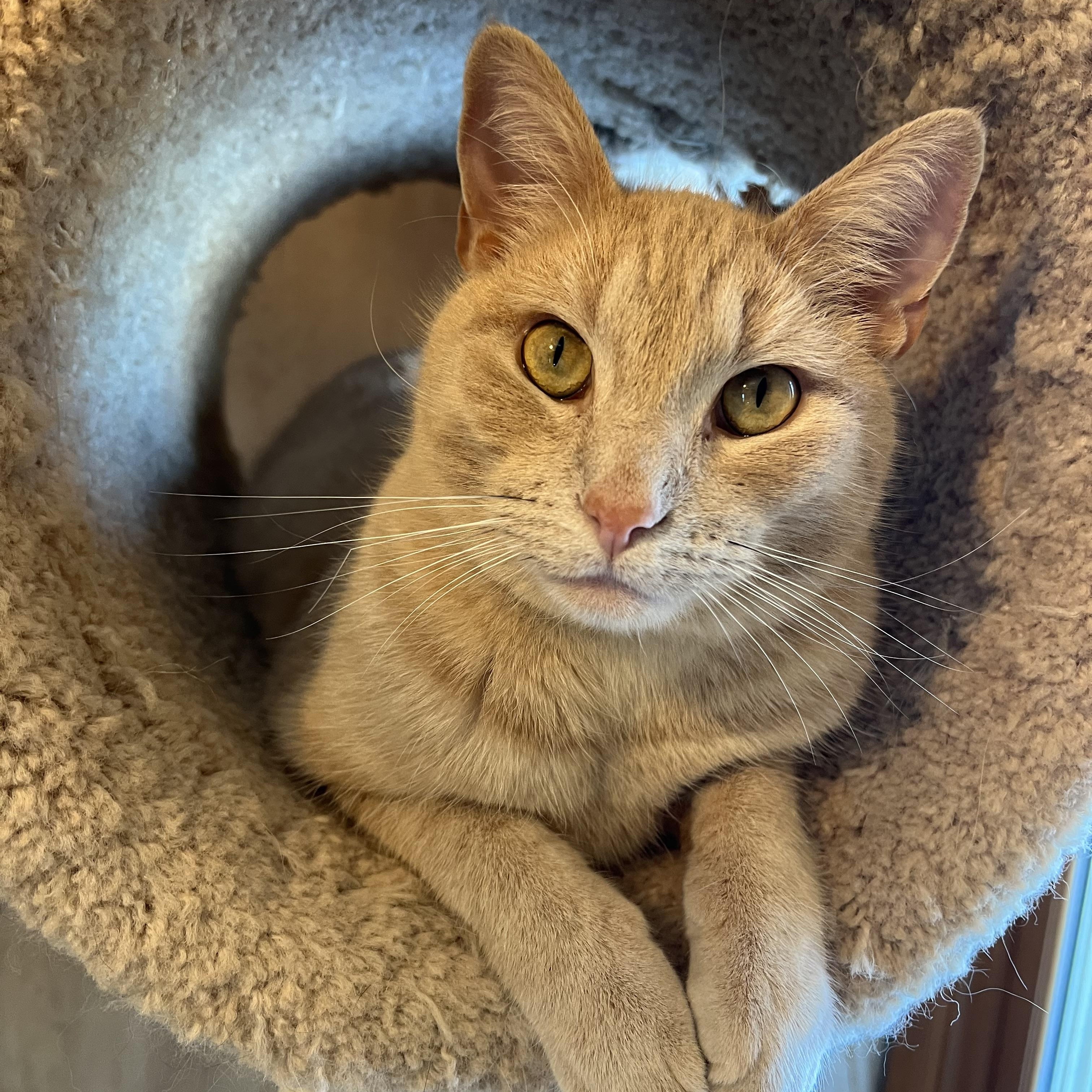 Enlarge Archie (Archibald), a ADOPTABLE Domestic Short Hair in Roseville, MN image 1/6