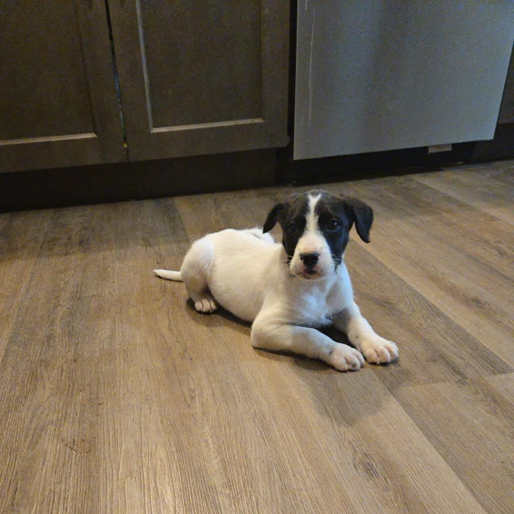 Enlarge Wilbur , a ADOPTABLE mixed breed in Waxhaw, NC image 2/3