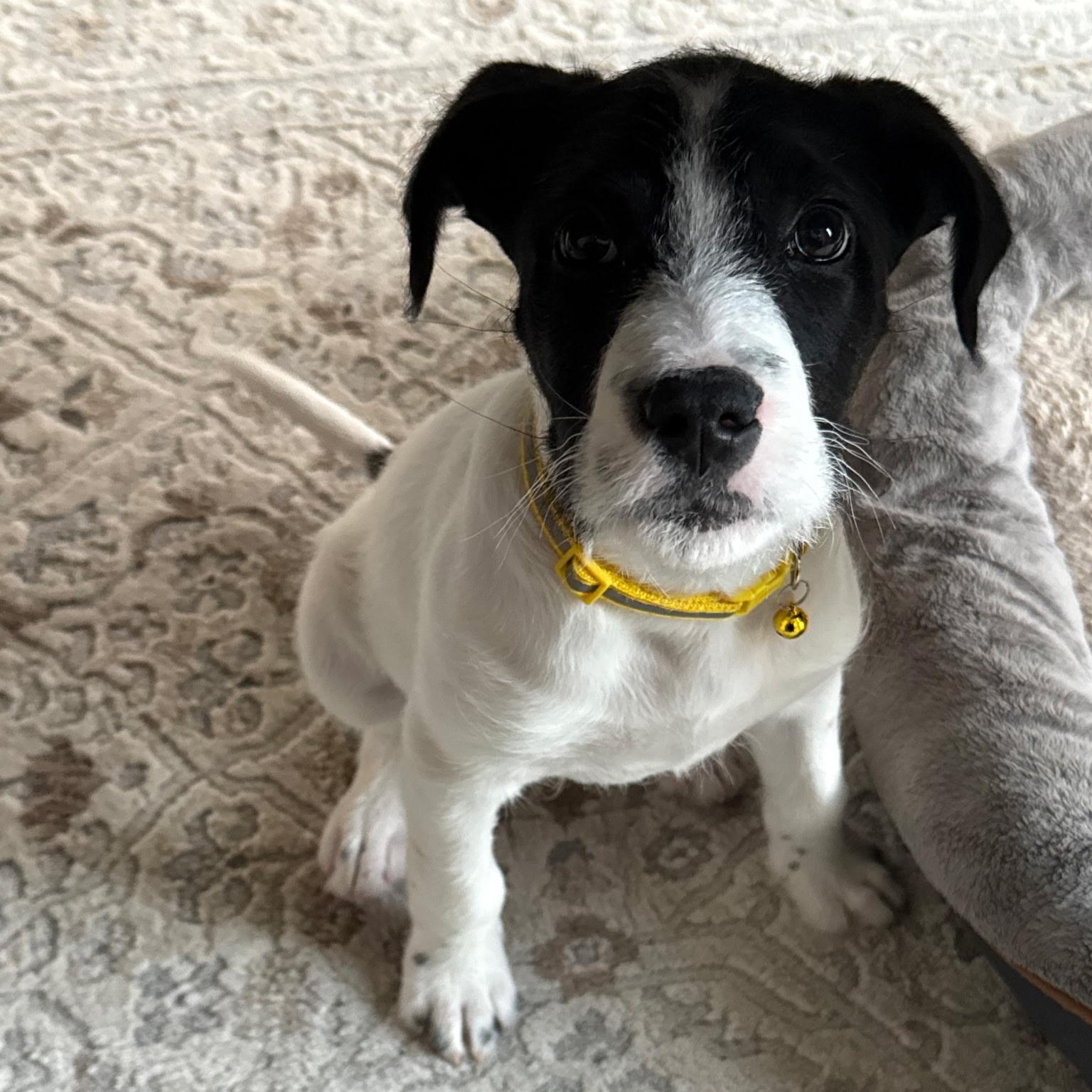 Wilbur , ADOPTABLE, Puppy Male Labrador Retriever & Terrier.