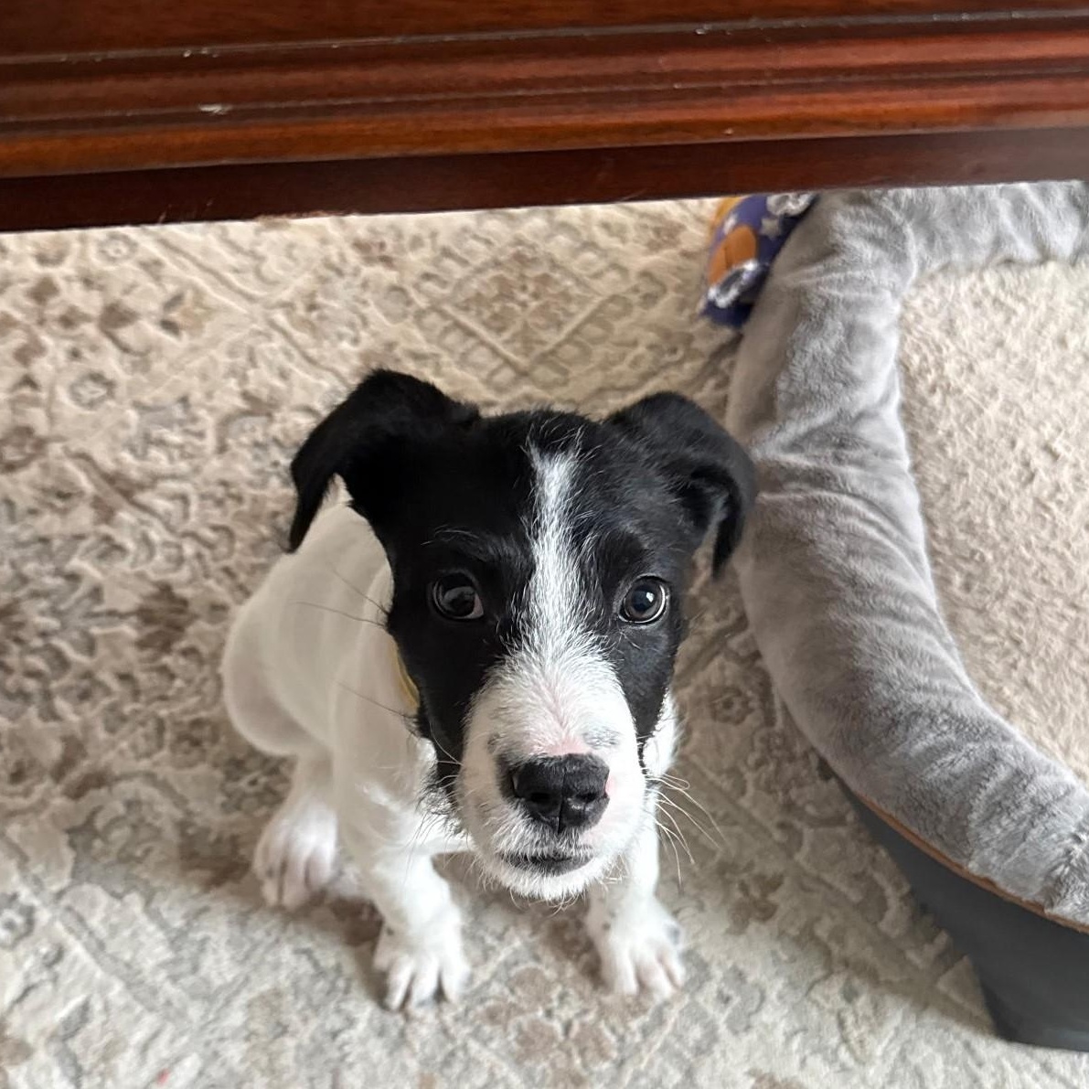 Enlarge Wilbur , a ADOPTABLE mixed breed in Waxhaw, NC image 3/3