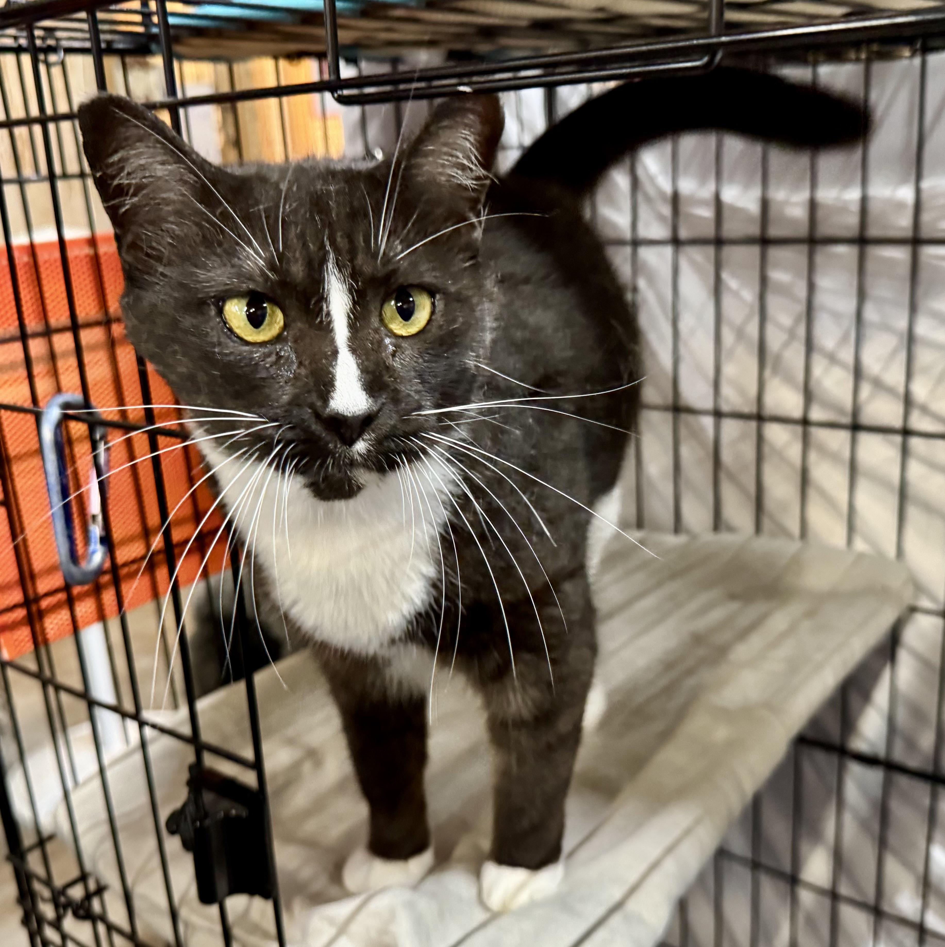 Kayla, Adopted, Young Female Domestic Short Hair.