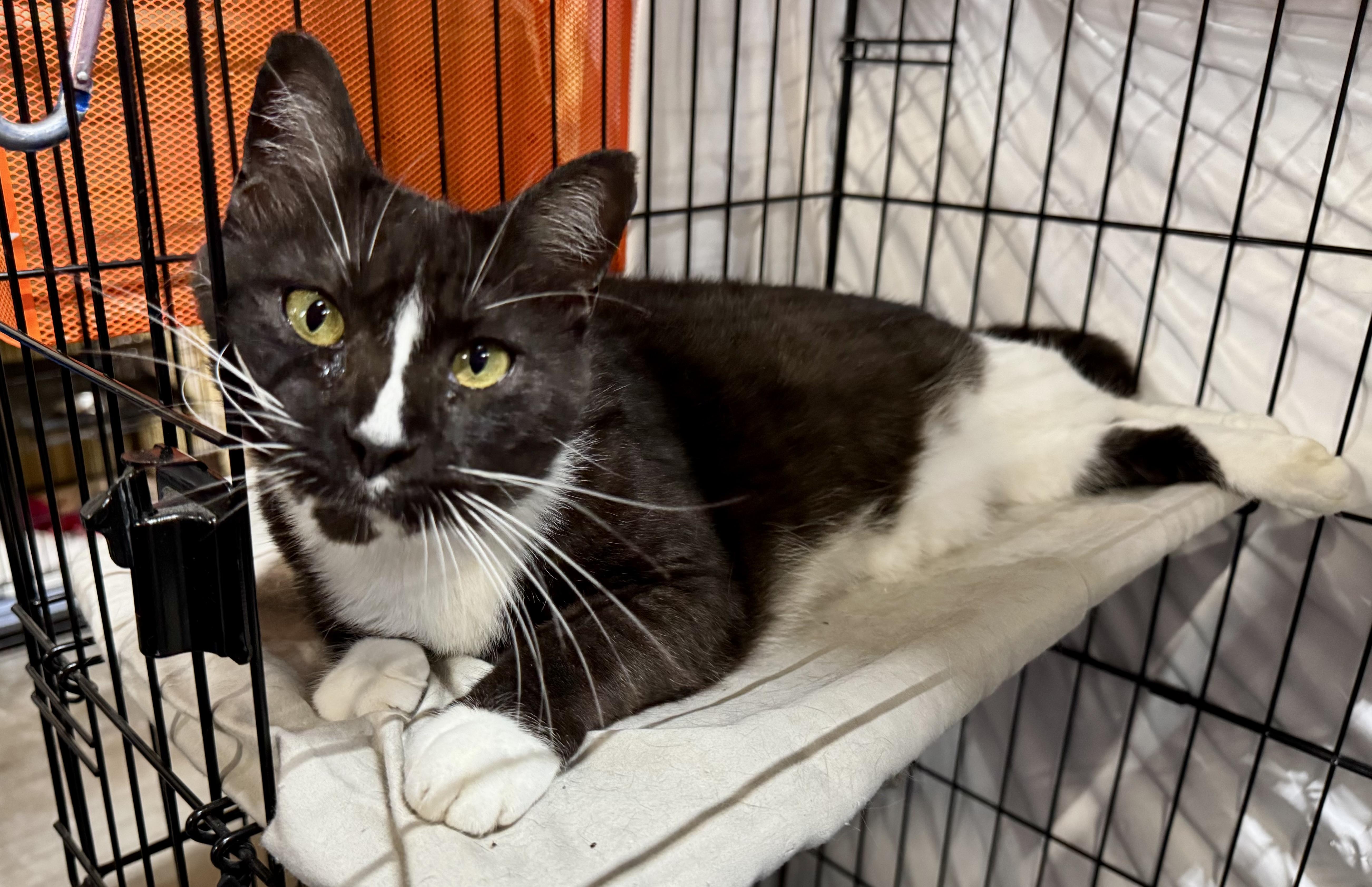 Enlarge Kayla, a Adopted Domestic Short Hair in Centerville, GA image 2/2