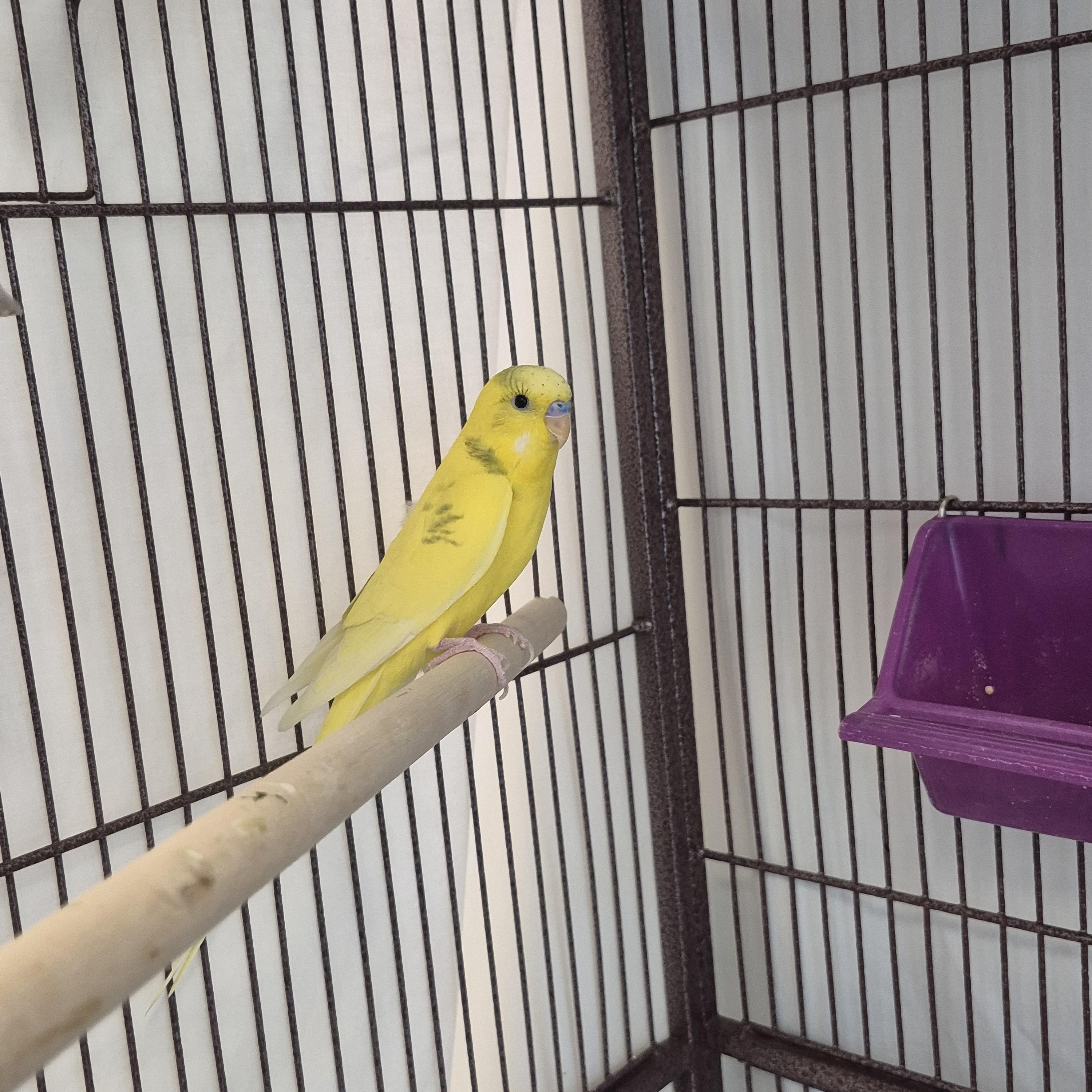 Pajama and Banana, a Adoptable Parakeet (Other) in New Westminster, BC image 2/3