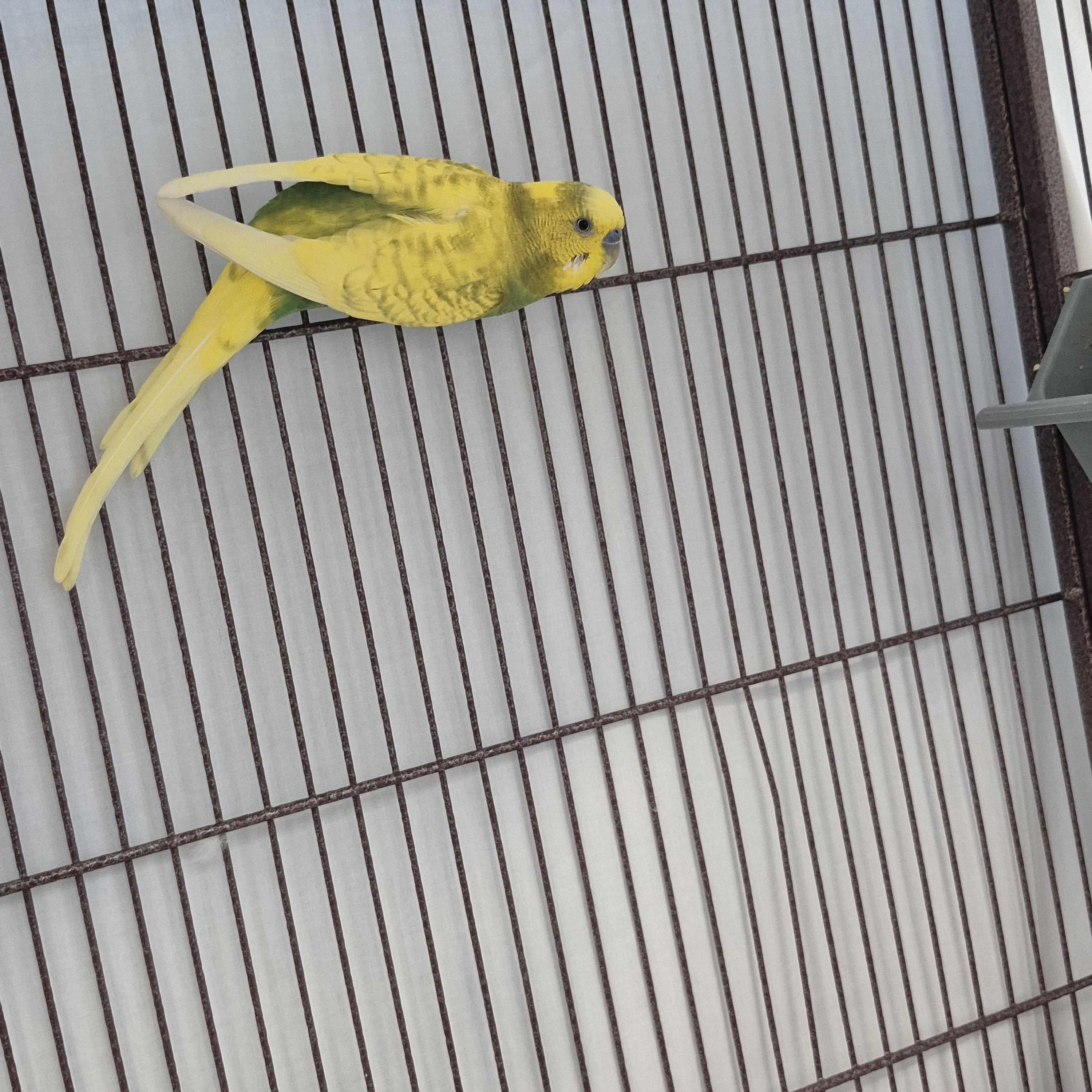 Pajama and Banana, a Adoptable Parakeet (Other) in New Westminster, BC image 3/3