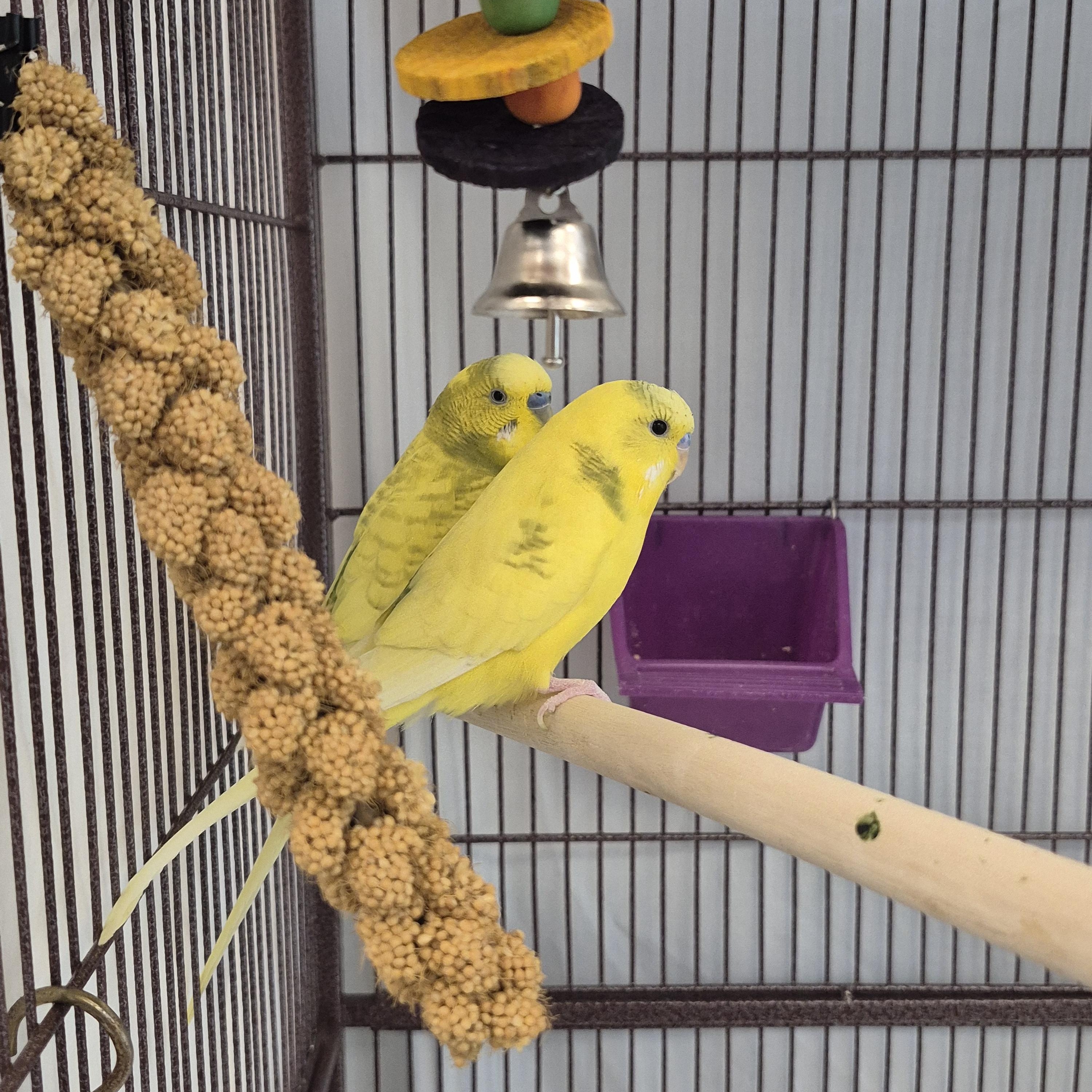 Pajama and Banana, a Adoptable Parakeet (Other) in New Westminster, BC image 1/3