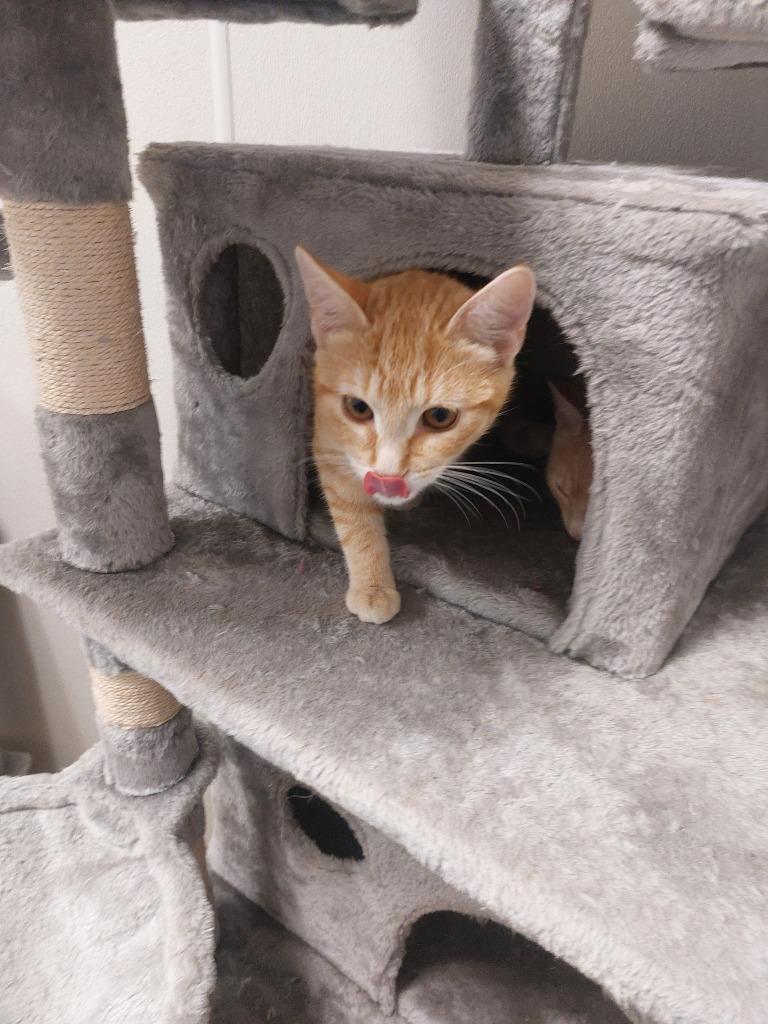 Thomasina, Adopted, Young Female Domestic Short Hair.