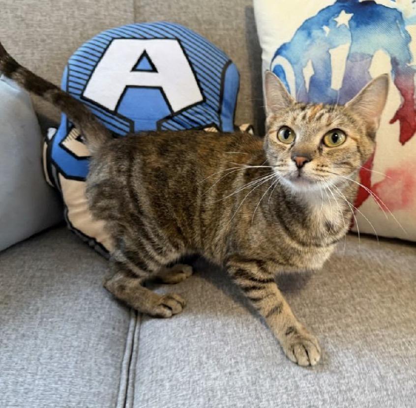 Jean, a ADOPTABLE Domestic Short Hair in Maineville, OH image 5/6