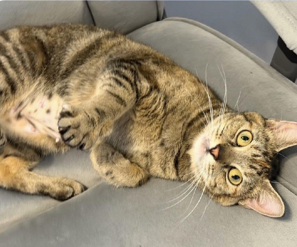 Jean, a ADOPTABLE Domestic Short Hair in Maineville, OH image 4/6
