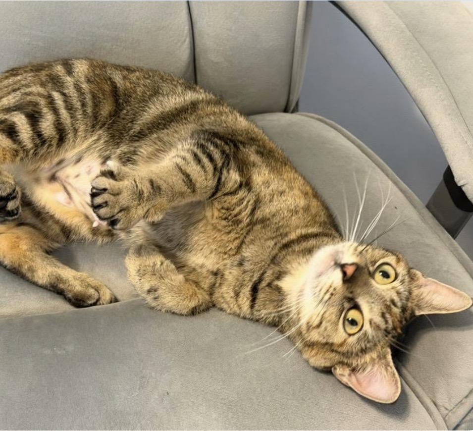 Jean, a ADOPTABLE Domestic Short Hair in Maineville, OH image 1/6