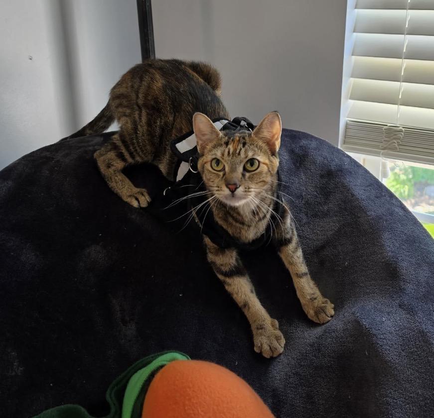 Jean, a ADOPTABLE Domestic Short Hair in Maineville, OH image 3/6