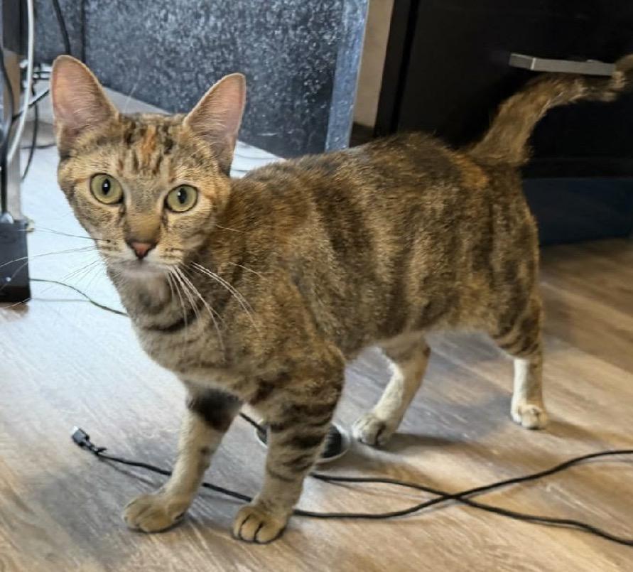 Jean, a ADOPTABLE Domestic Short Hair in Maineville, OH image 6/6