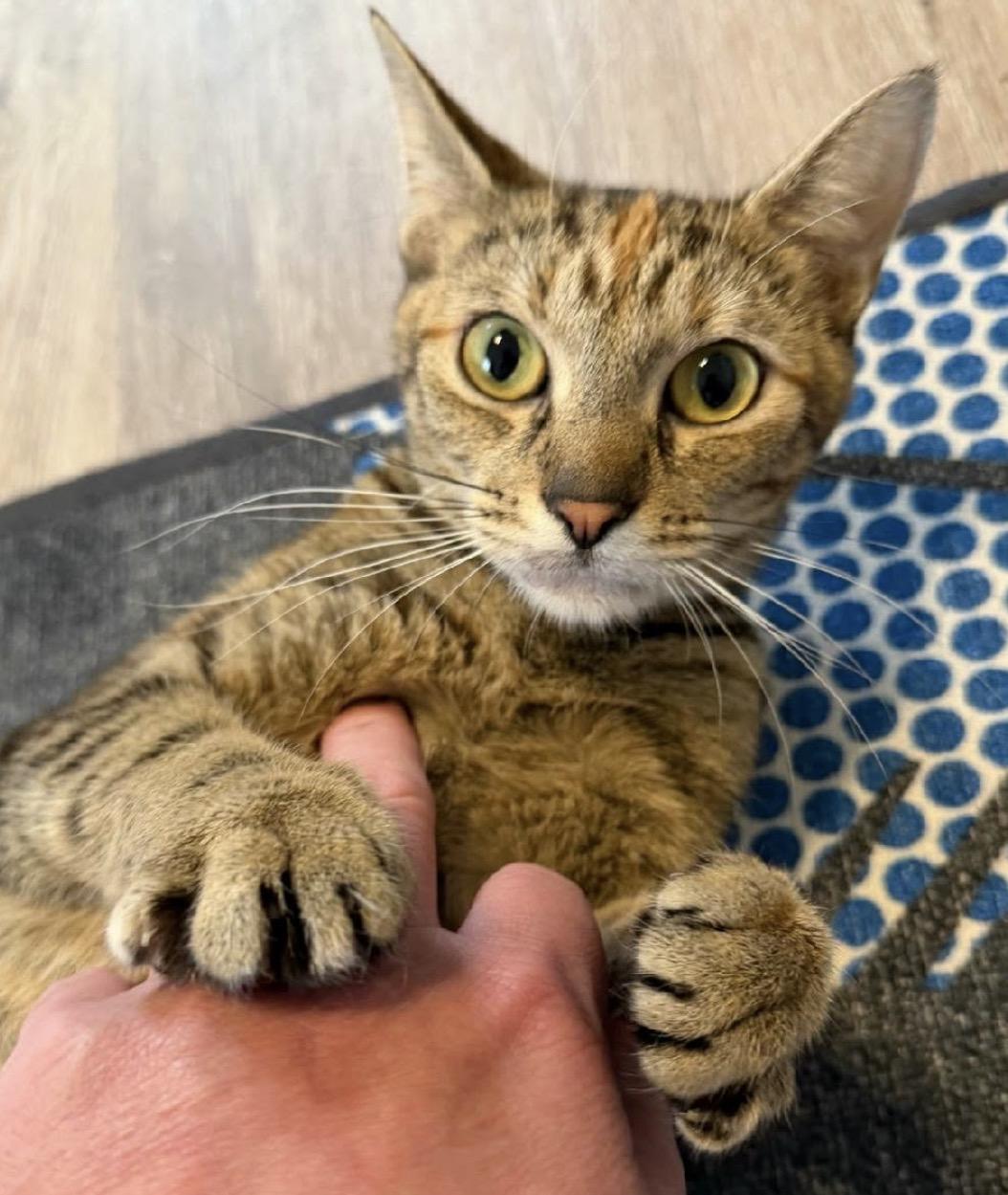 Jean, a ADOPTABLE Domestic Short Hair in Maineville, OH image 2/6