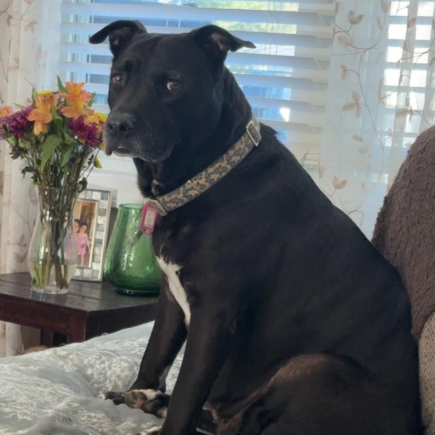 PRISS, Adoptable, Senior Female Labrador Retriever.