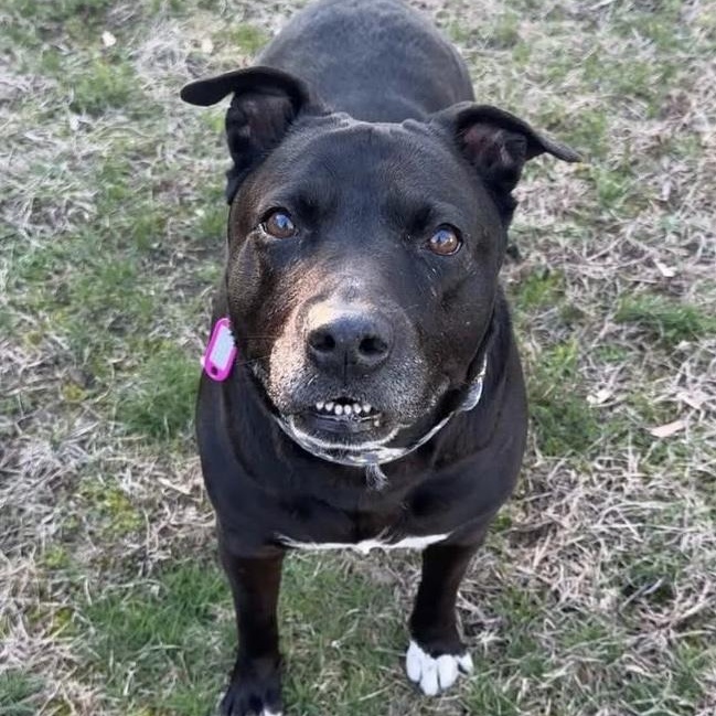 PRISS, a Adoptable mixed breed in Cranston, RI image 2/2