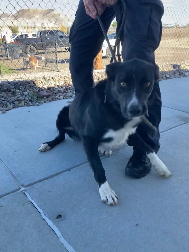 Boots, Adoptable, Young Male Border Collie.