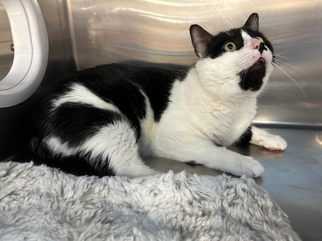 Leroy, Adoptable, Adult Male Domestic Short Hair.