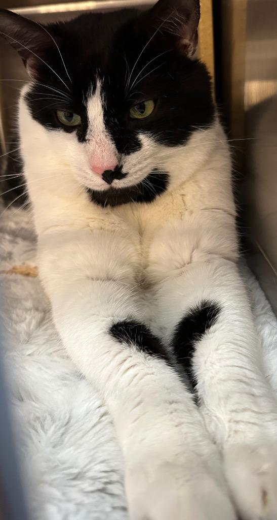 Enlarge Leroy, a Adoptable mixed breed in Ewing, NJ image 2/3