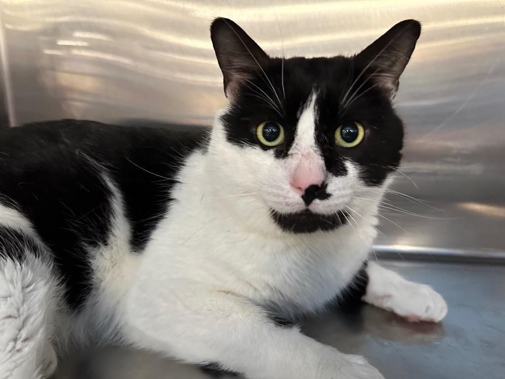 Enlarge Leroy, a Adoptable mixed breed in Ewing, NJ image 3/3