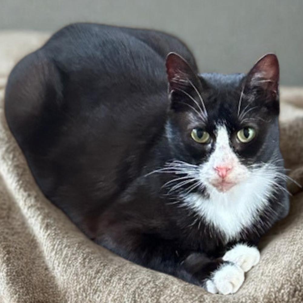 Enlarge Wanda, a ADOPTABLE Tuxedo in Dallas, TX image 1/2