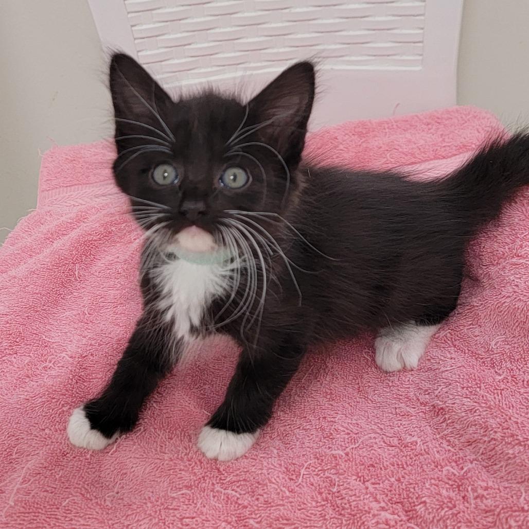 Sable, a Adoptable Domestic Medium Hair in Chattanooga, TN image 2/6