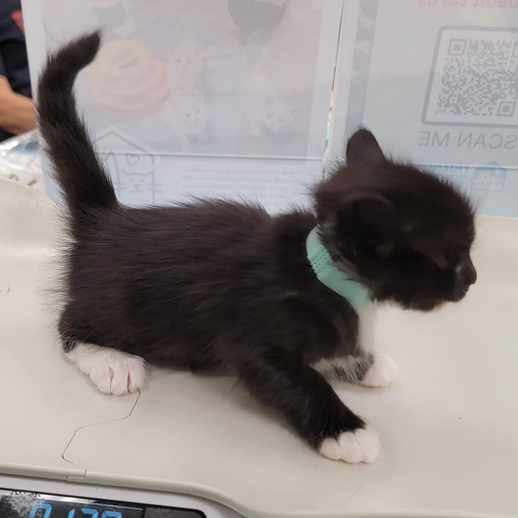 Sable, a Adoptable Domestic Medium Hair in Chattanooga, TN image 3/6