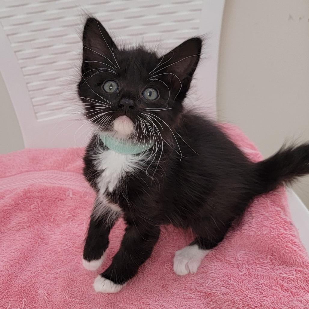 Sable, a Adoptable Domestic Medium Hair in Chattanooga, TN image 4/6