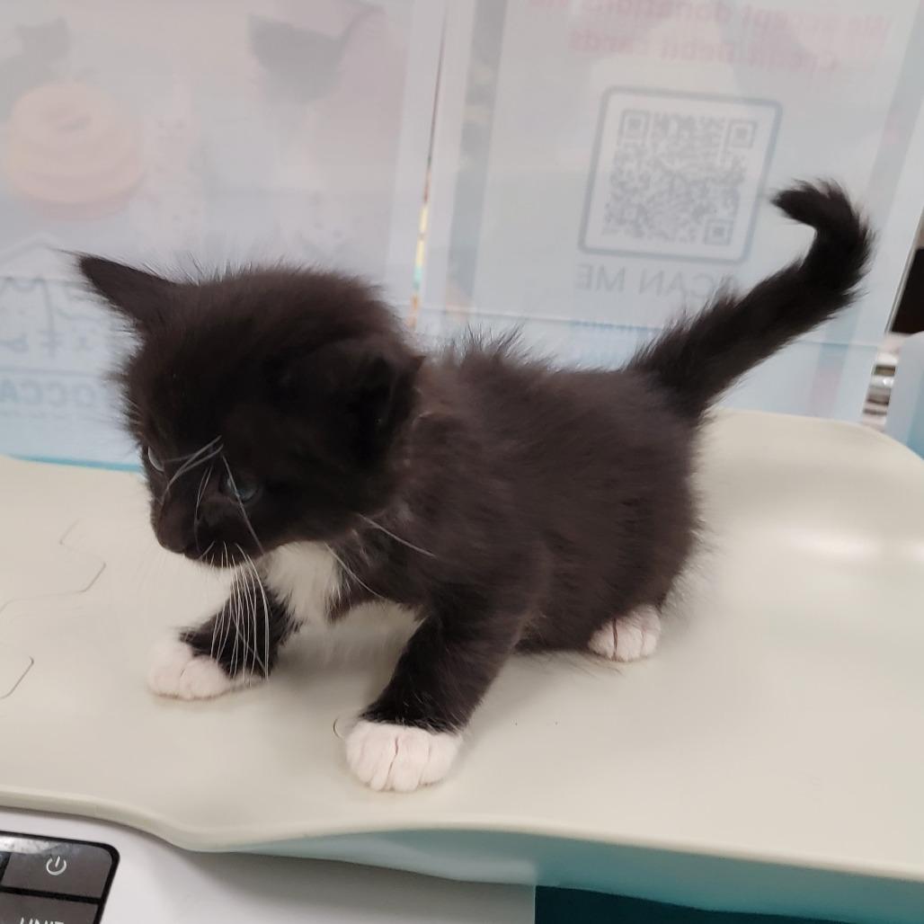 Sable, a Adoptable Domestic Medium Hair in Chattanooga, TN image 5/6