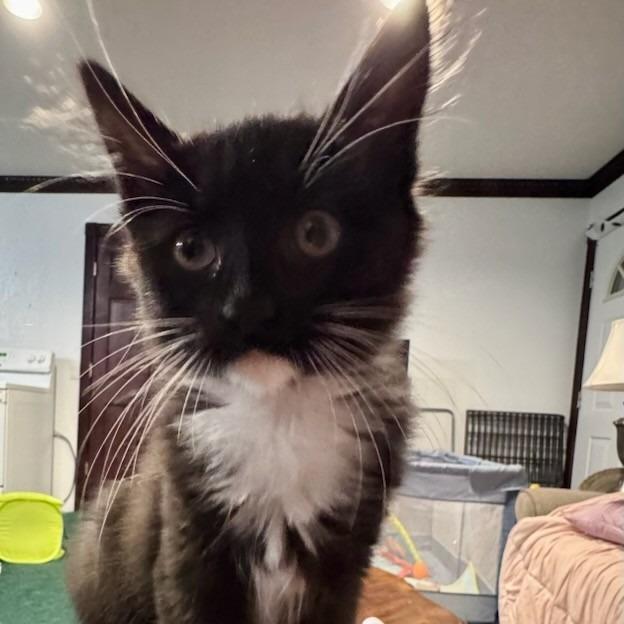 Sable, a Adoptable Domestic Medium Hair in Chattanooga, TN image 6/6