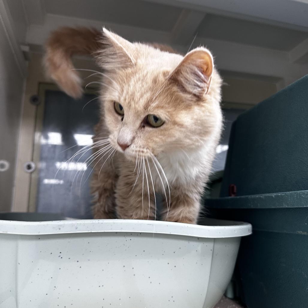 Annie, Adoptable, Adult Female Domestic Medium Hair.