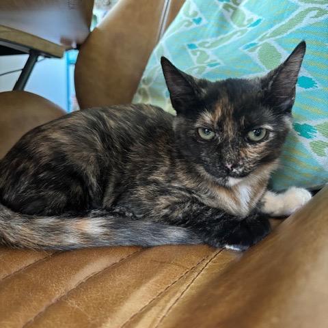 J&L: Jasmine, a Adoptable Domestic Short Hair in Falls Church, VA image 1/6