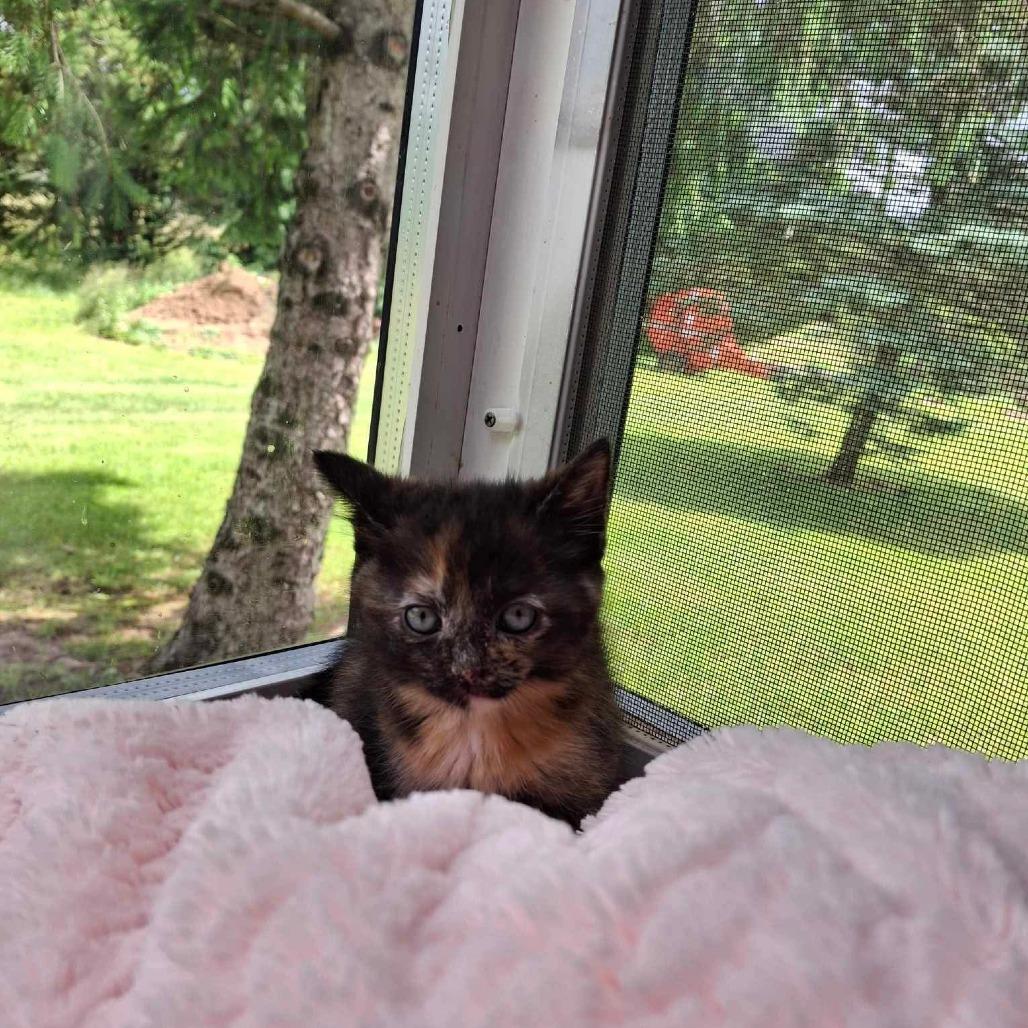 J&L: Jasmine, a Adoptable Domestic Short Hair in Falls Church, VA image 2/6