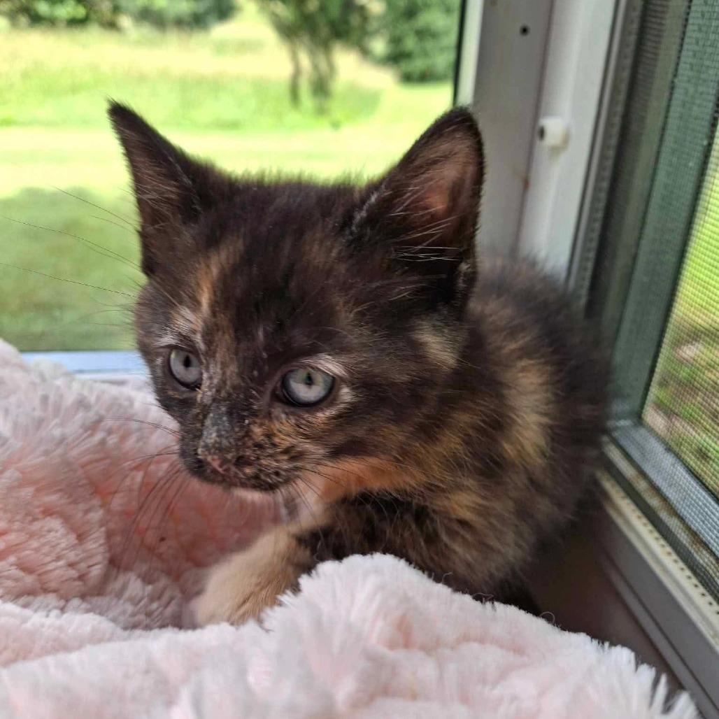 J&L: Jasmine, a Adoptable Domestic Short Hair in Falls Church, VA image 3/6