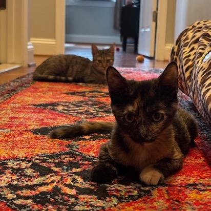 J&L: Jasmine, a Adoptable Domestic Short Hair in Falls Church, VA image 4/6