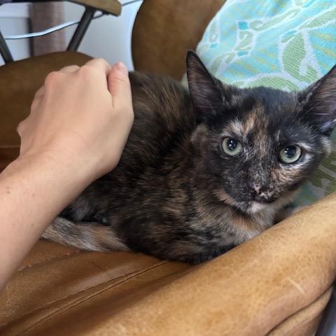 J&L: Jasmine, a Adoptable Domestic Short Hair in Falls Church, VA image 5/6