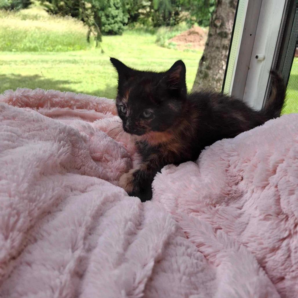 J&L: Jasmine, a Adoptable Domestic Short Hair in Falls Church, VA image 6/6