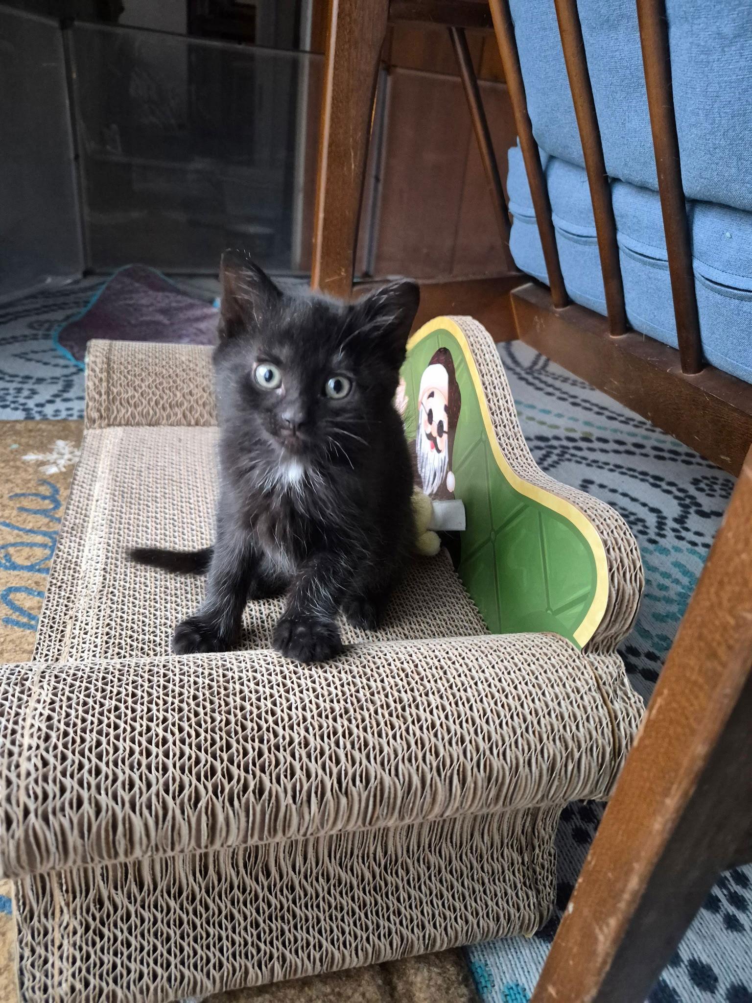 Enlarge C310 litter Bode-ADOPTED, a Adopted Domestic Short Hair in Livonia, MI image 1/1