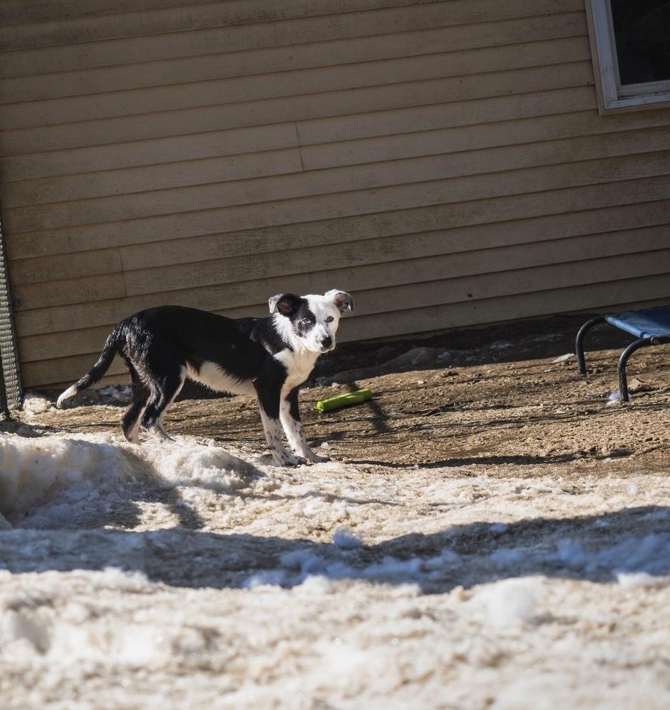 Enlarge Gingerbread - 25305, a Adoptable mixed breed in Armonk, NY image 1/6