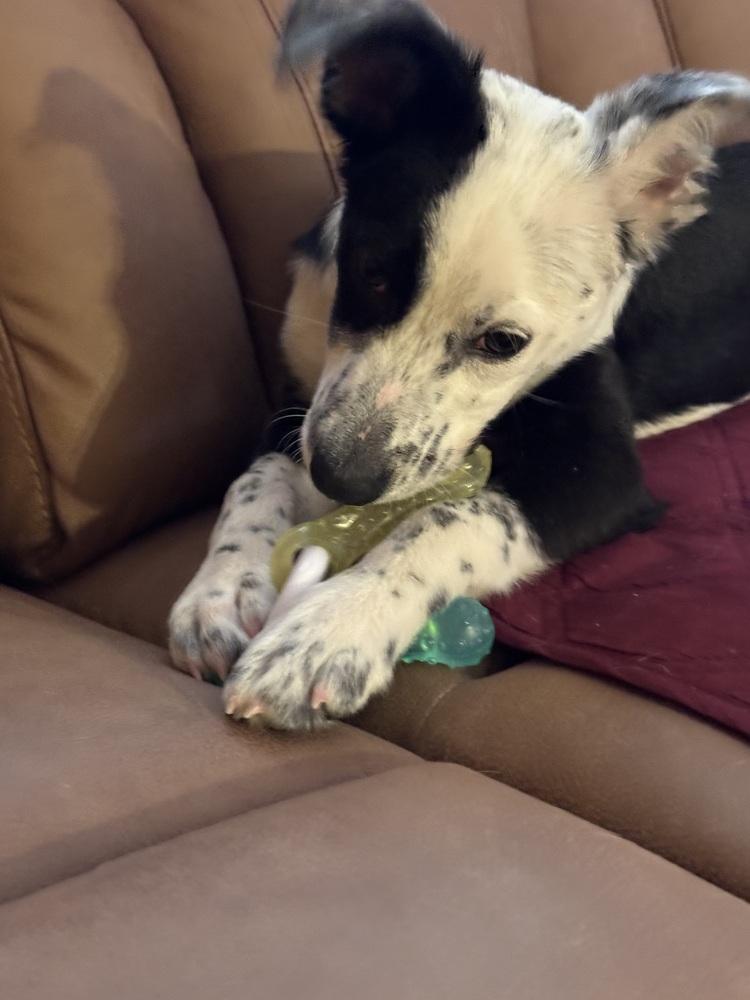 Enlarge Gingerbread - 25305, a Adoptable mixed breed in Armonk, NY image 2/4