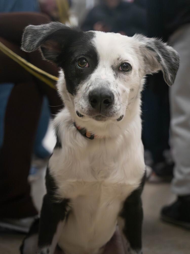 Enlarge Gingerbread - 25305, a Adoptable mixed breed in Armonk, NY image 3/4