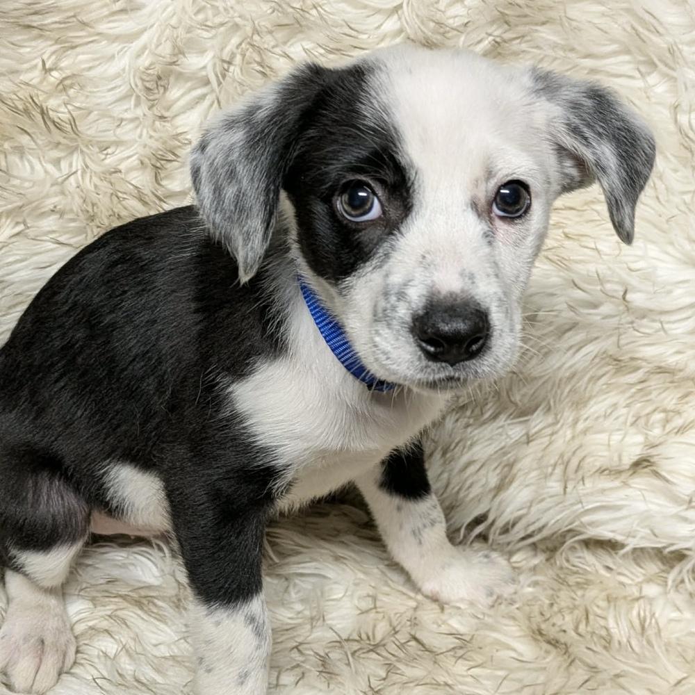 Enlarge AAD Featured Pup!  Gingerbread - 25305, a Adoptable mixed breed in Armonk, NY image 3/3