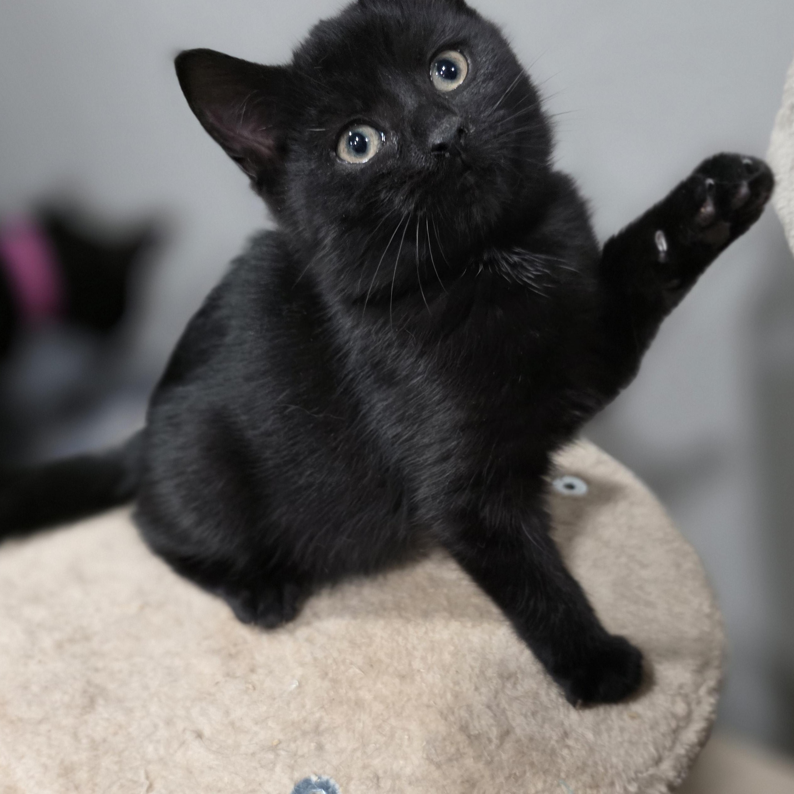 Enlarge Blossom , a Adoptable mixed breed in Mastic beach, NY image 3/3