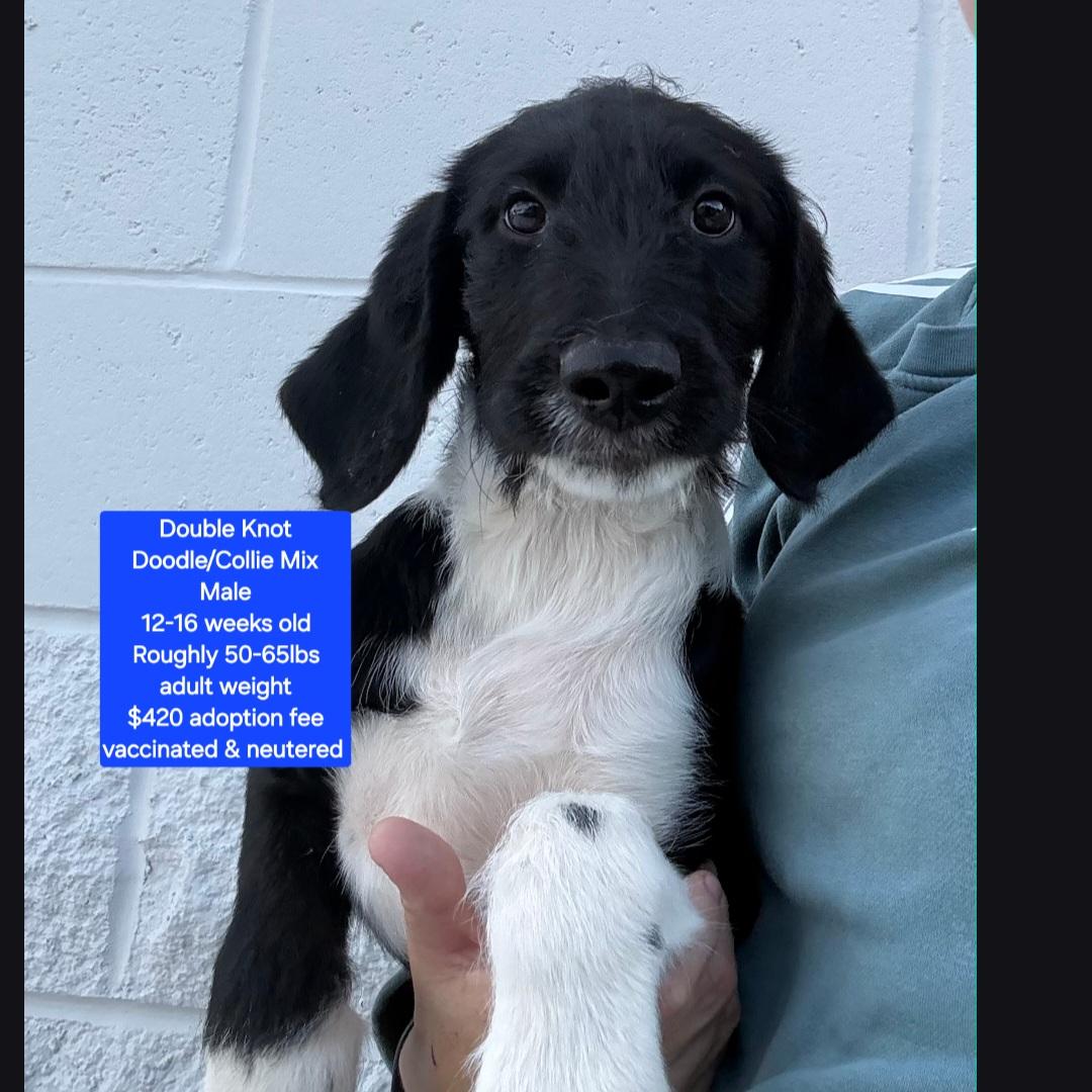 Double Knot, adopted, Puppy Male Labradoodle & Collie.