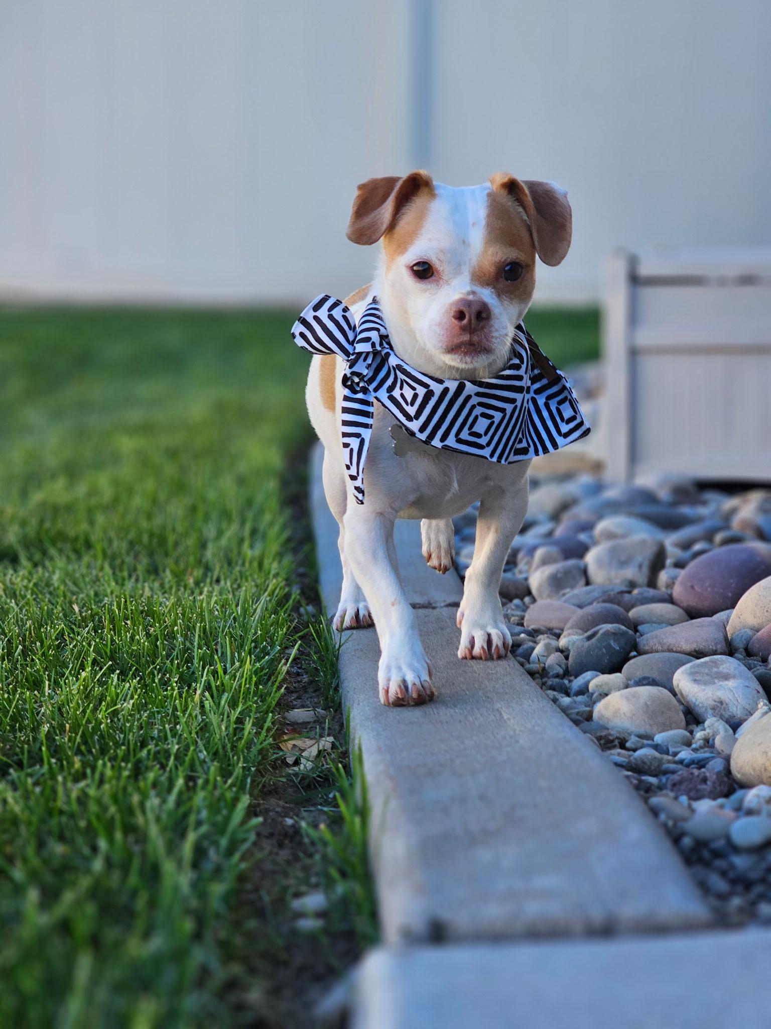 Milo, Adoptable, Adult Male Chihuahua & Beagle.