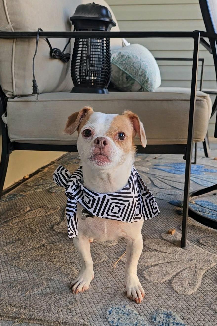 Milo — thumbnail 3