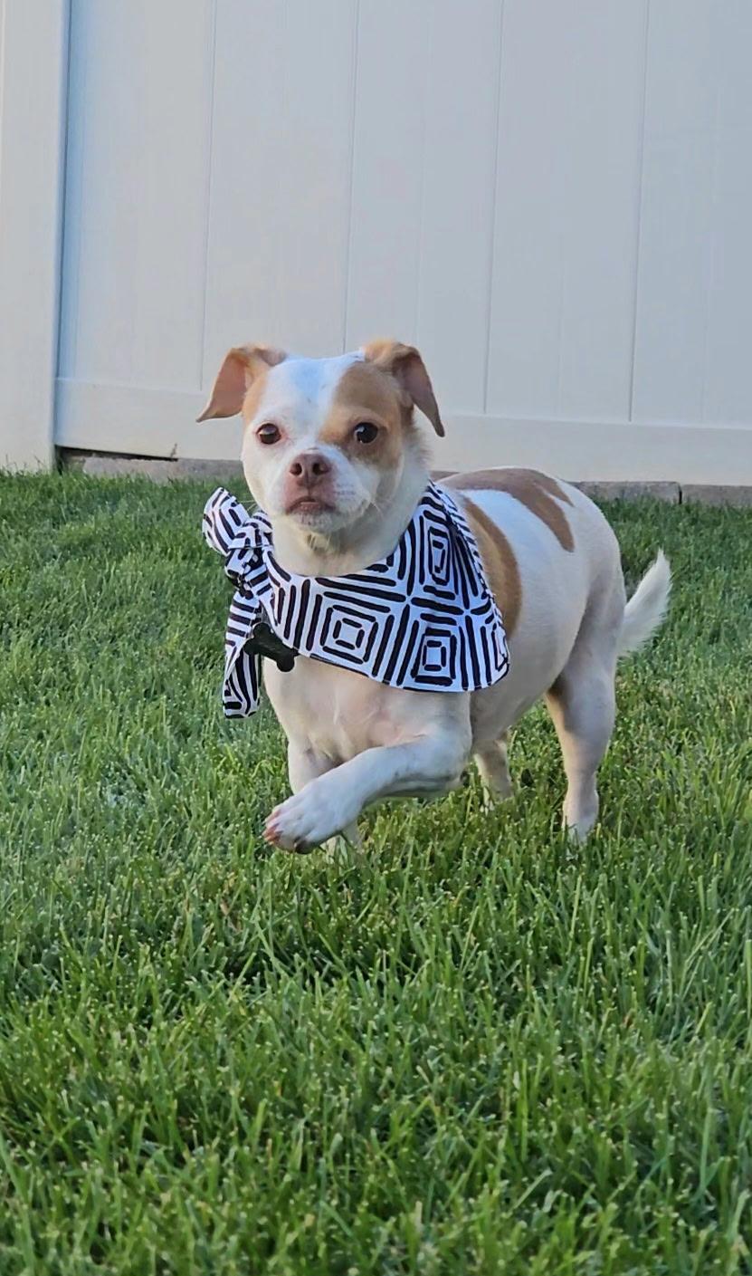 Enlarge Milo, a Adoptable mixed breed in Twin Falls, ID image 5/6