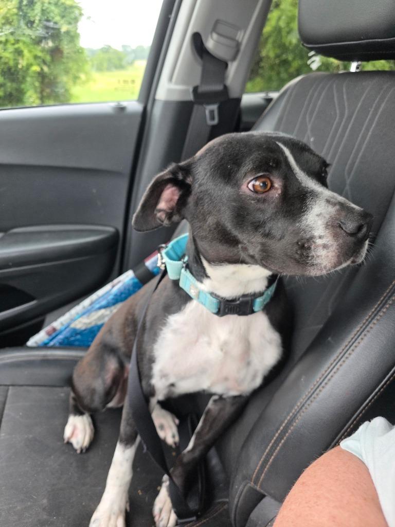 Enlarge Fin (Finito) **COURTESY LISTING**, a Adoptable mixed breed in Peru, NY image 1/4