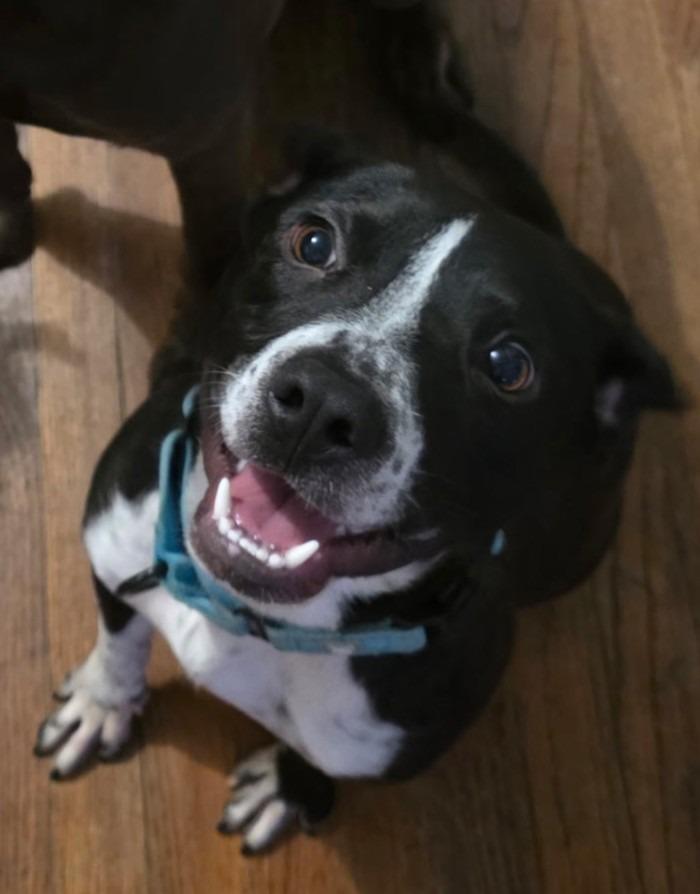 Enlarge Fin (Finito) **COURTESY LISTING**, a Adoptable mixed breed in Peru, NY image 3/4