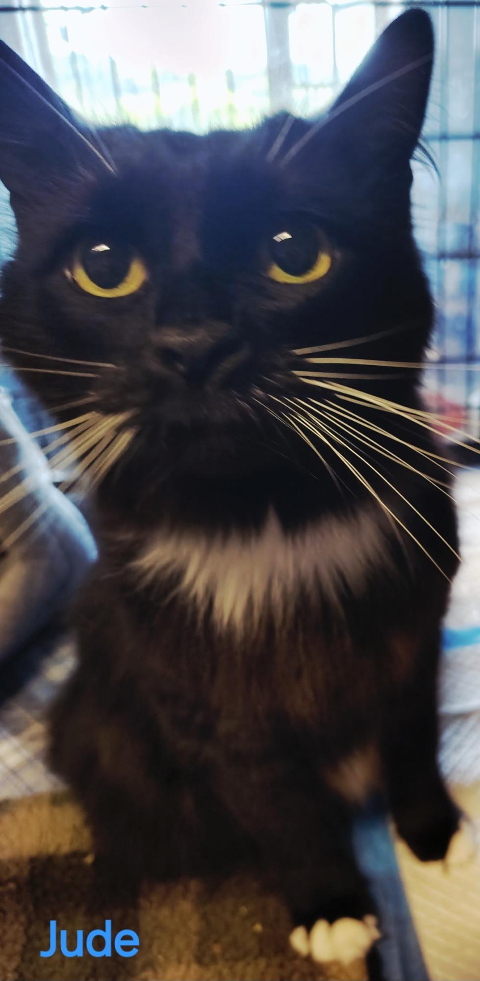 Enlarge Jude, a Adoptable Tuxedo in Caribou, ME image 1/1