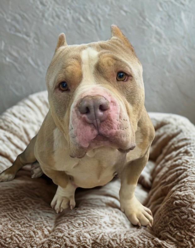 Enlarge Munchkin, a Adoptable mixed breed in Cottonwood, AZ image 2/2