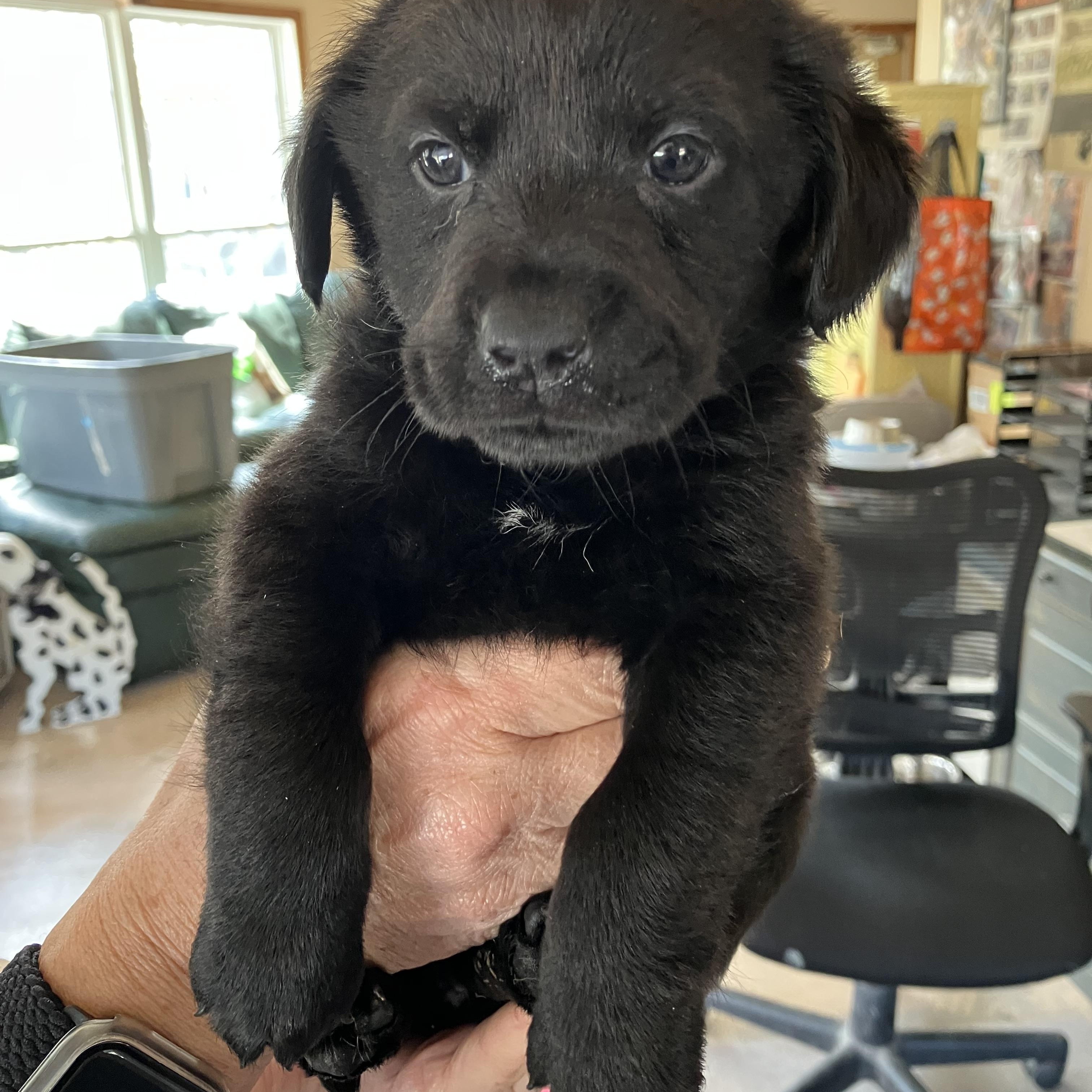 Whitney Houston, adopted, Puppy Female Rat Terrier & Labrador Retriever.